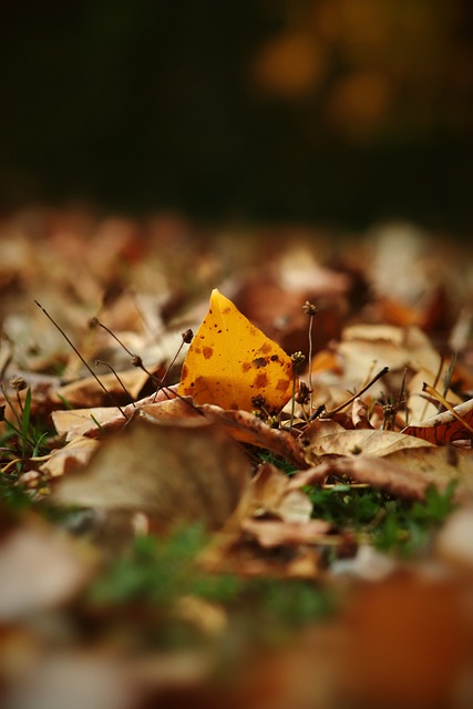 马丁内利的 马丁内利的